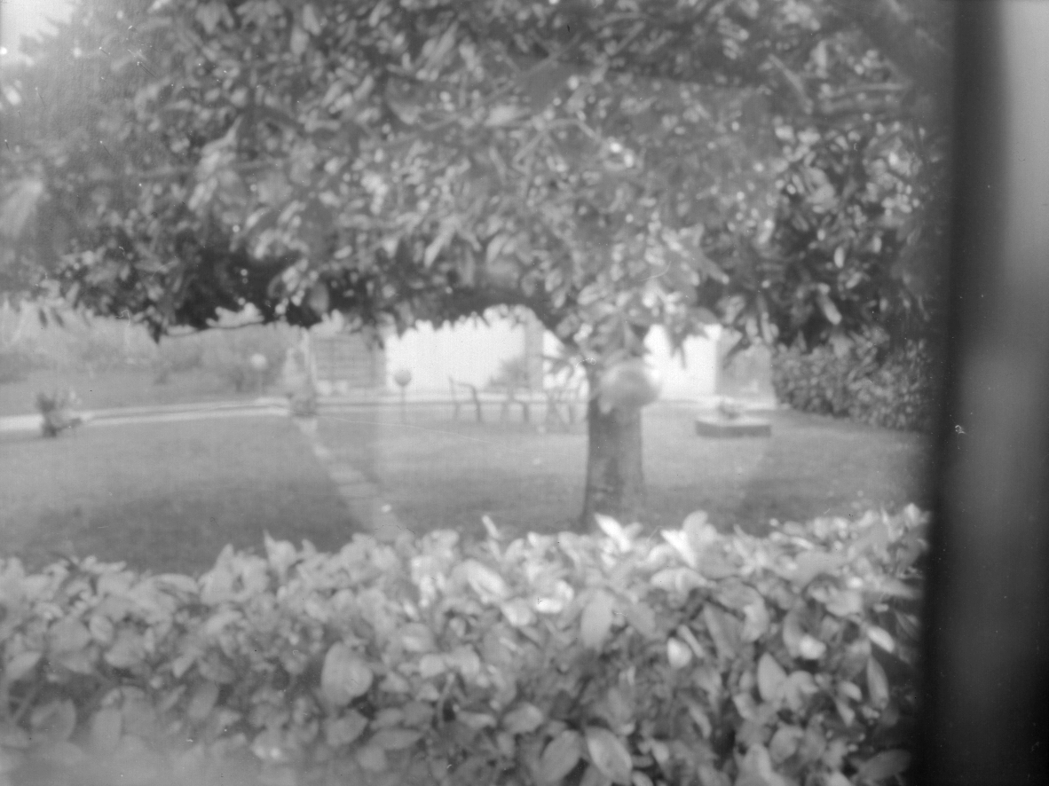 Garden / View from the pomegranate tree