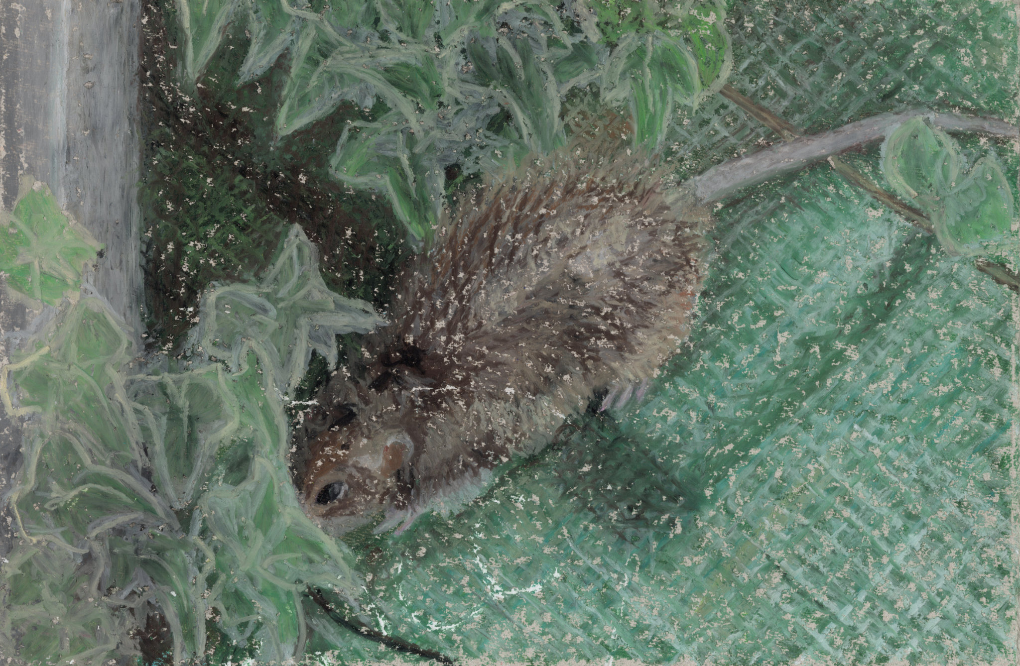 Mouse