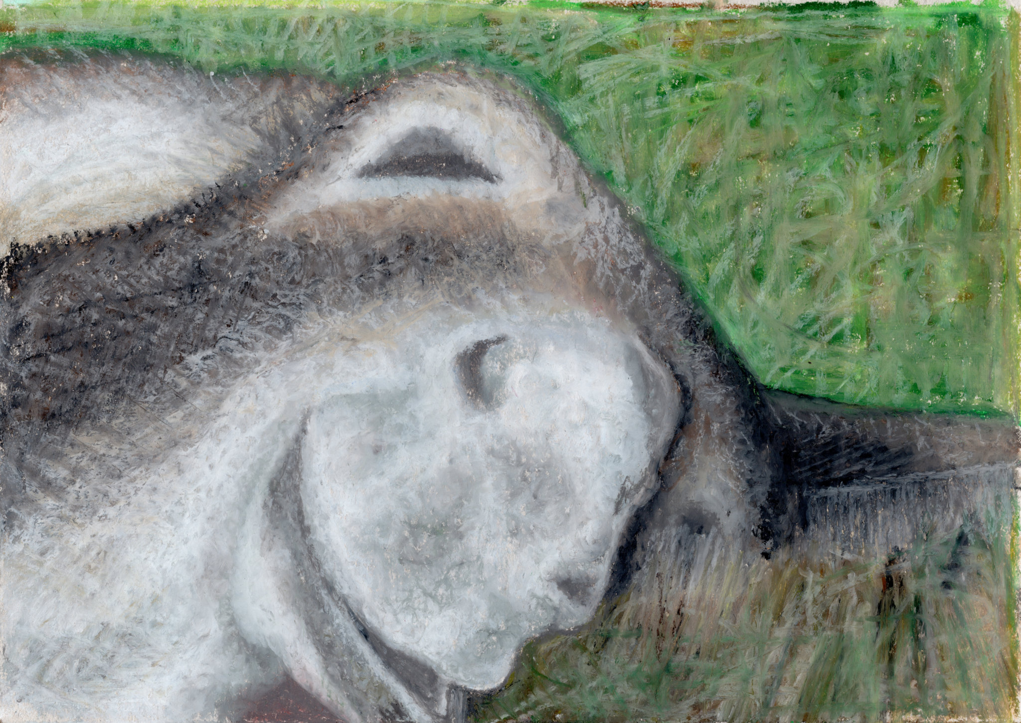 Sleeping donkey