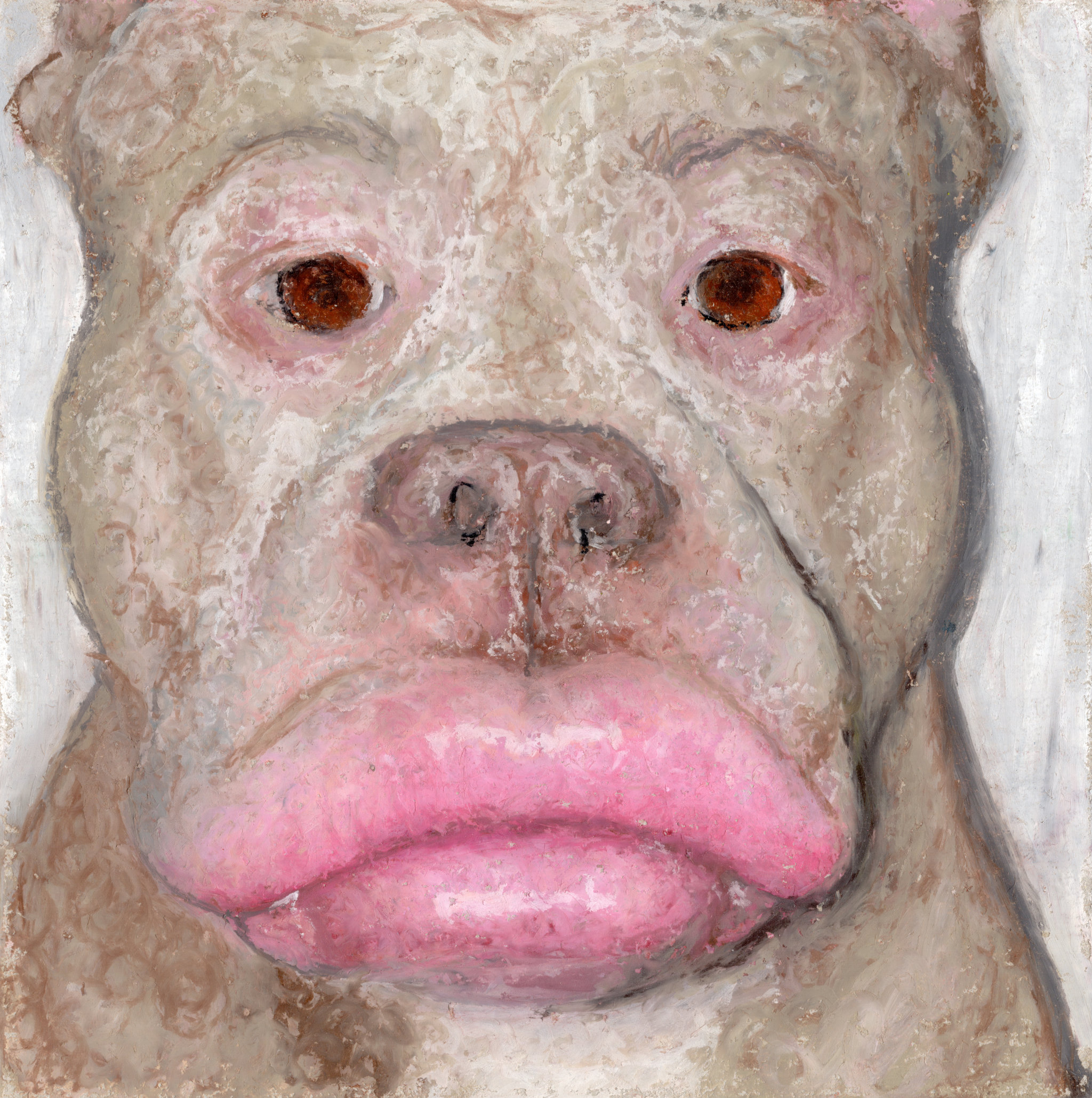 Dog with lip fillers