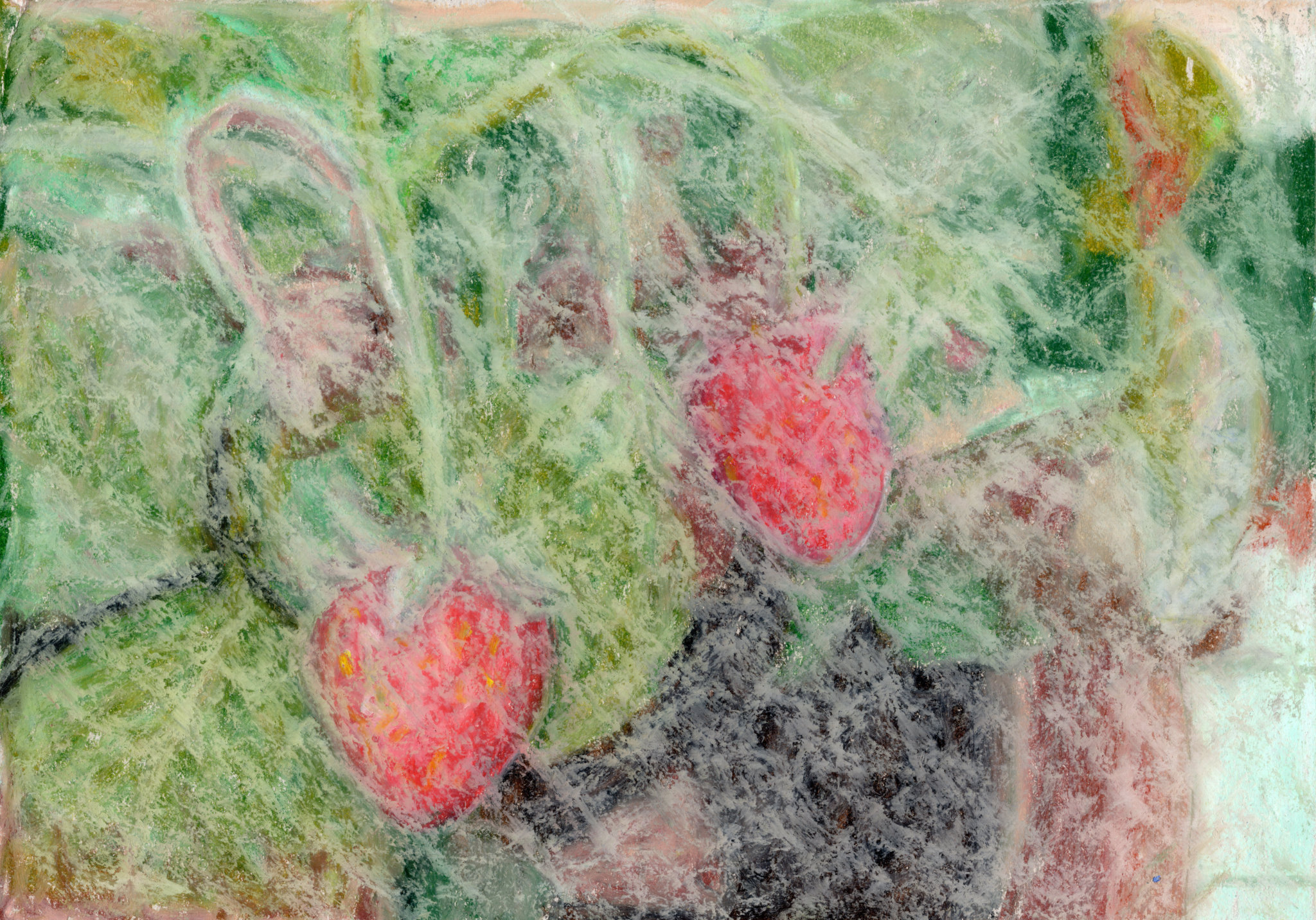 Strawberries