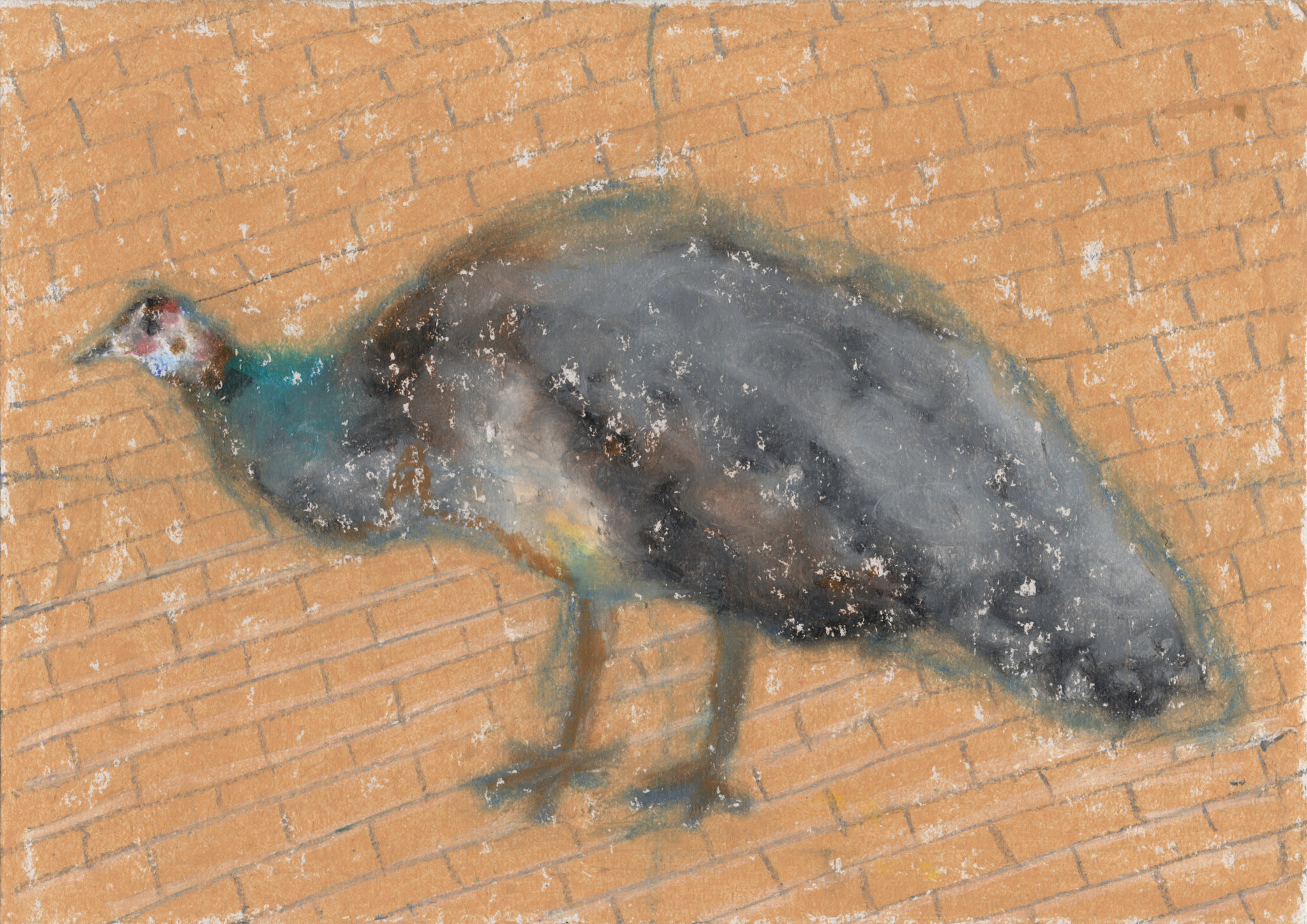 Alberoni / Golf club / Female peacock